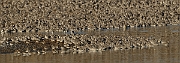 David Plant Photography - Wildlife Photography - Snettisham high tide - B